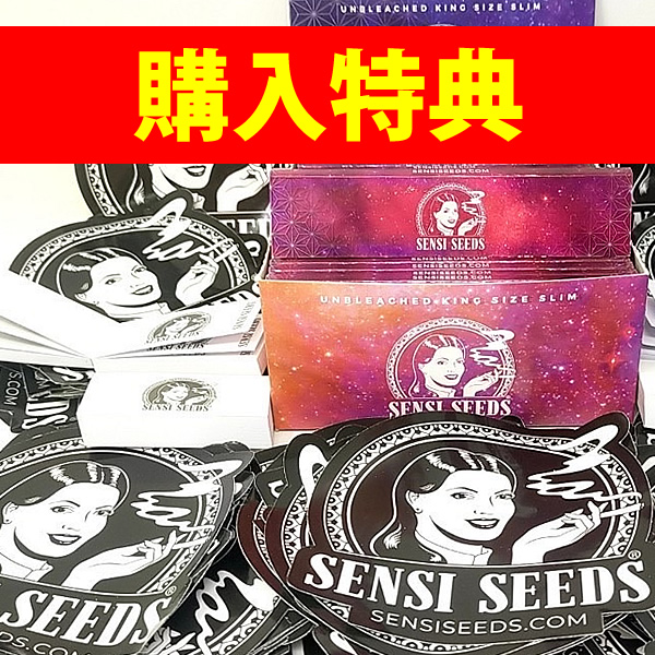 大麻堂 / キャップ「SENSI SEEDS (センシシード) スナップバックキャップ」【☆購入特典 センシシードグッズつき】